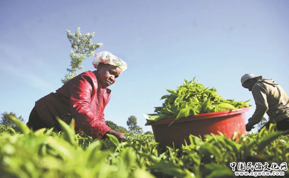 肯尼亚学者:中国经验赋能非洲实现《2063年议程》